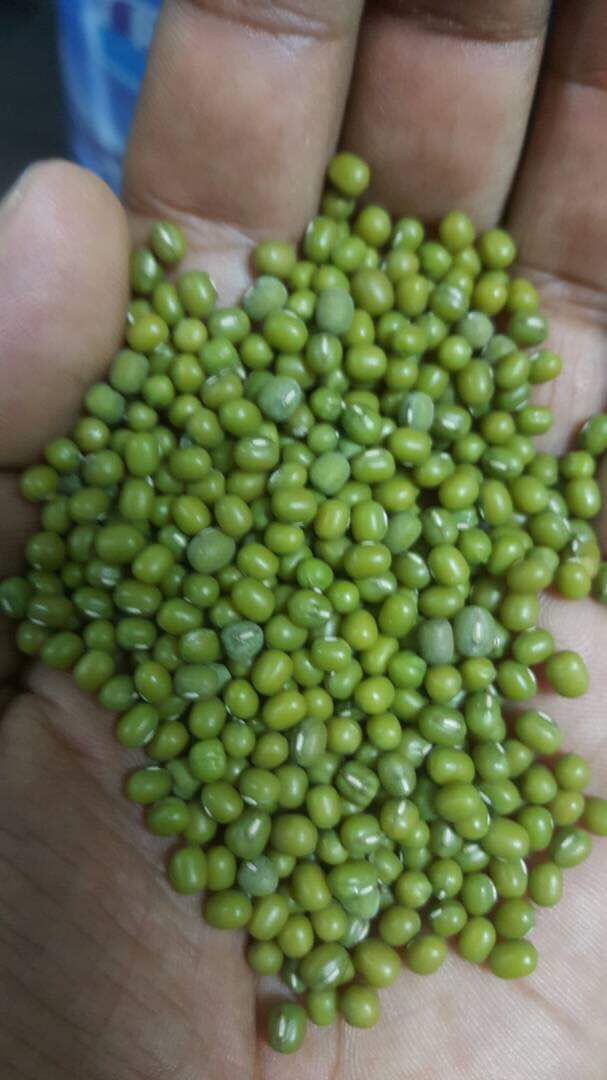 Green Mung Beans