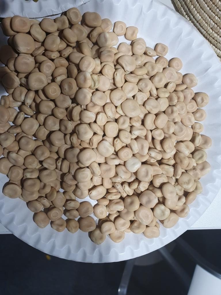 Lupin Beans