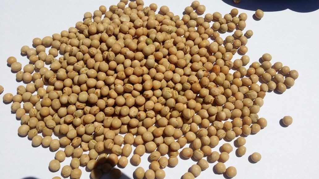 Pigeon Peas